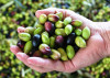 What Influences Olive Oil Grade?