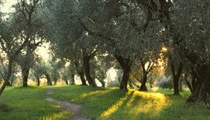 Olive Grove